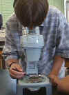 Student looking at a soil sample from Rose Bay