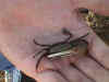 student holding a crab