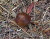 A Shroom At Rose Bay