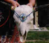actual skull of an animal that was once alive