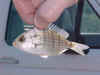 007.jpg (24095 bytes)