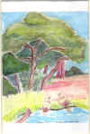 tree pic