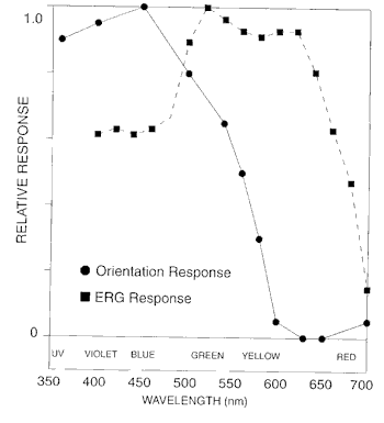 figure4.gif (6502 bytes)