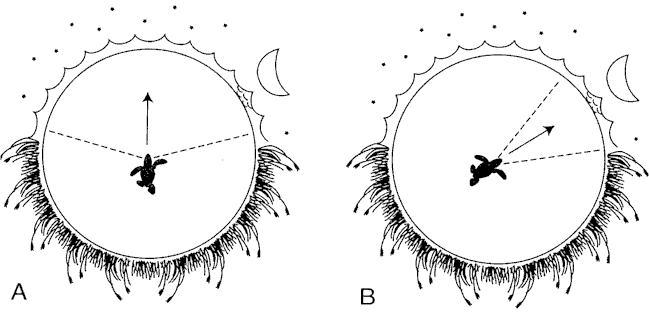 figure7.gif (15571 bytes)