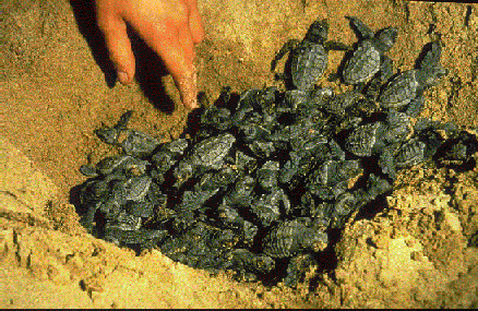 Hatching turtles