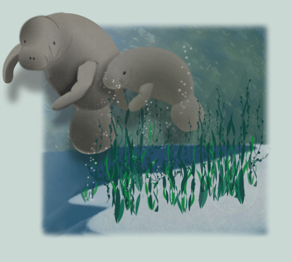 manatees.gif (135270 bytes)