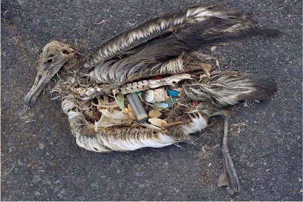 Image Courtesy of Earthfirst.com